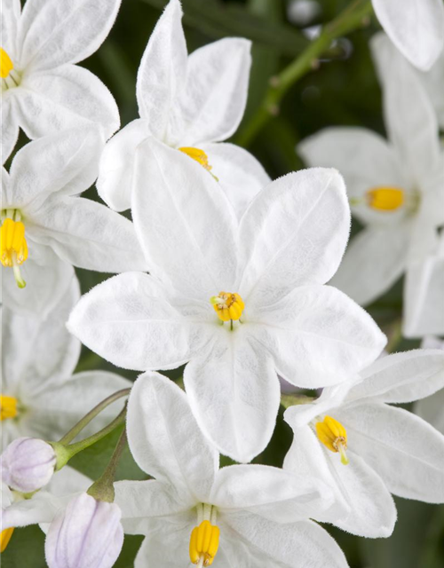 Solanum jasminoides