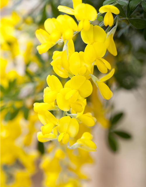 Cytisus racemosus