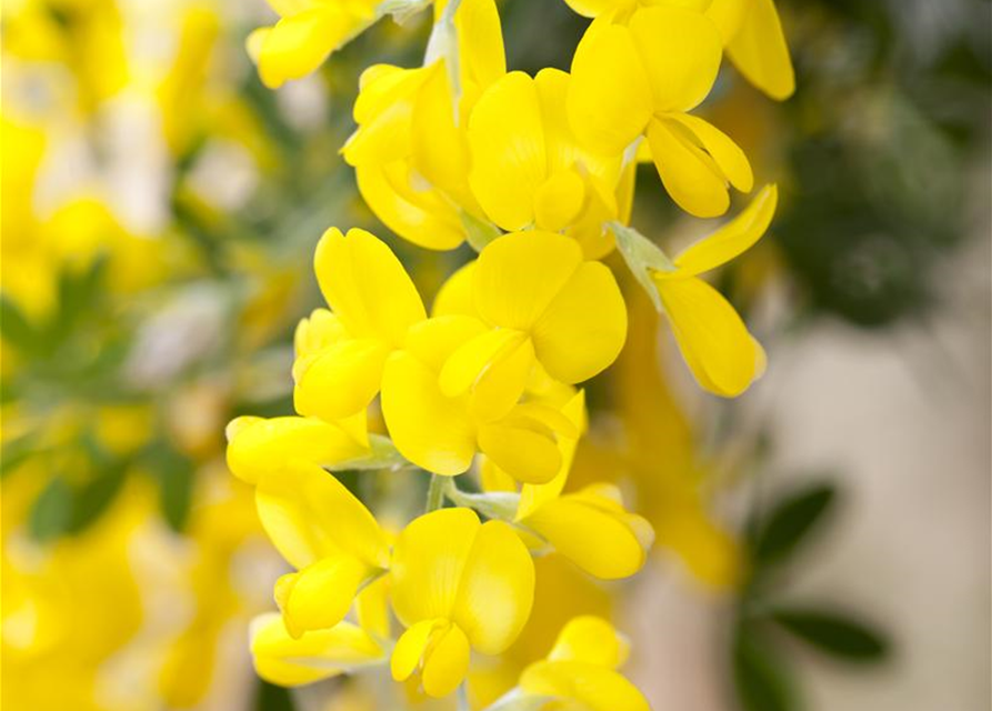 Cytisus racemosus