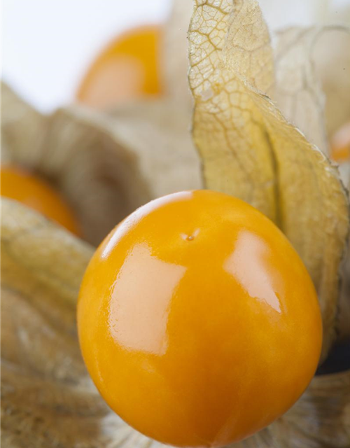 Physalis peruviana