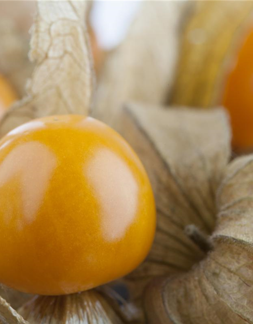 Physalis peruviana