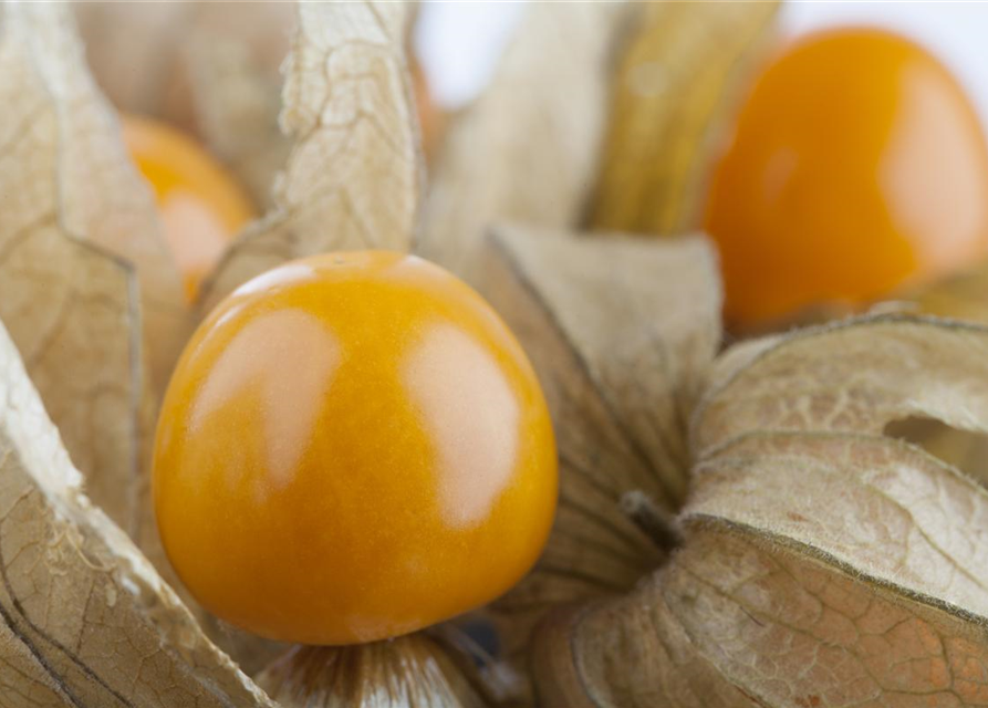 Physalis peruviana