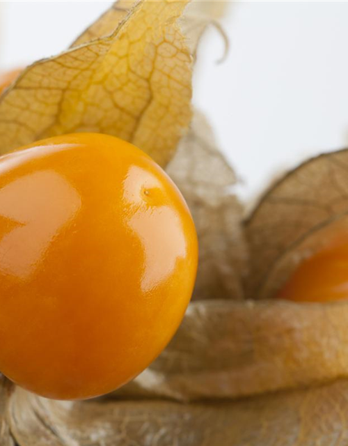 Physalis peruviana