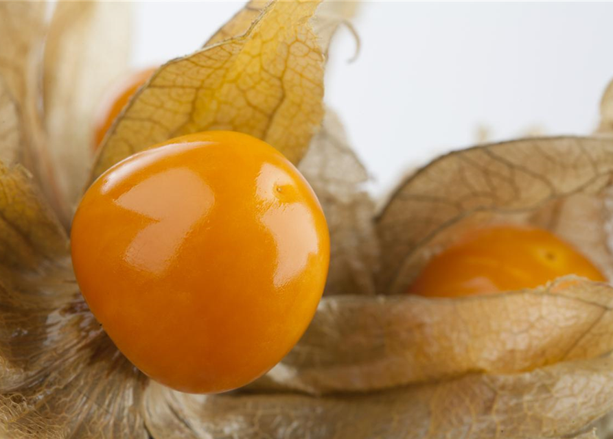 Physalis peruviana