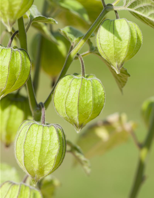 Physalis peruviana