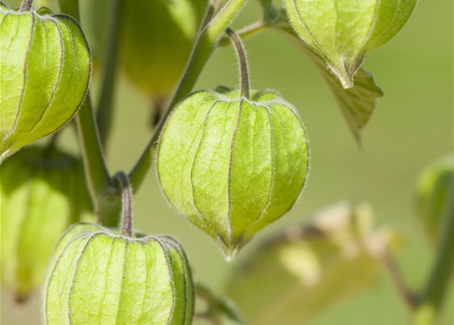 Physalis peruviana