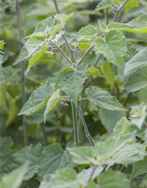 Physalis peruviana