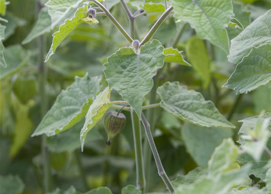 Physalis peruviana