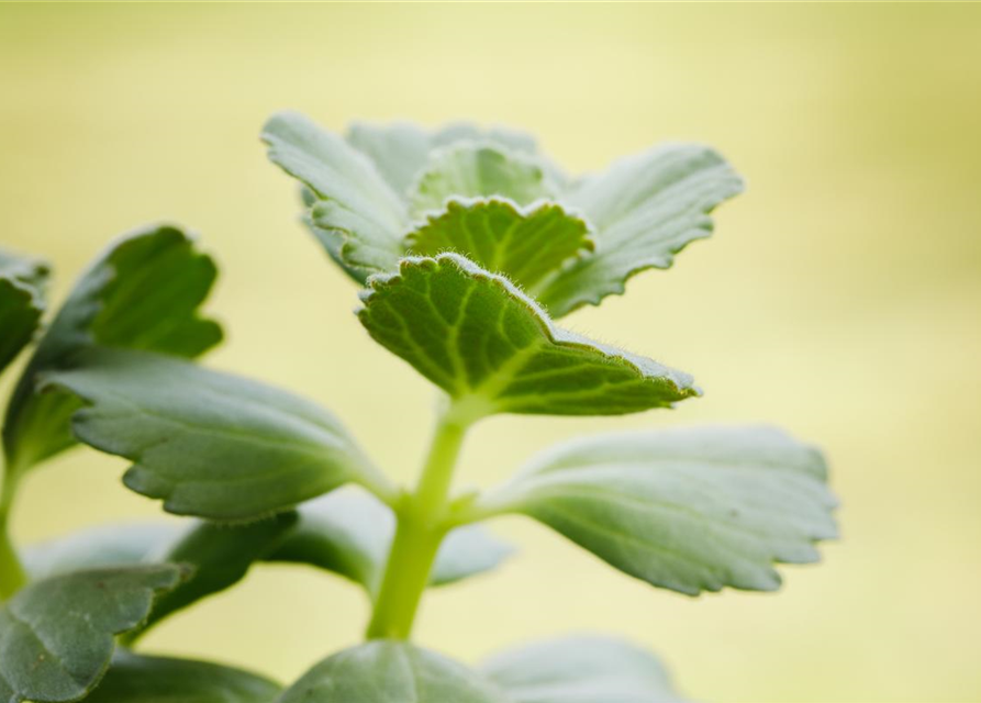 Coleus canina