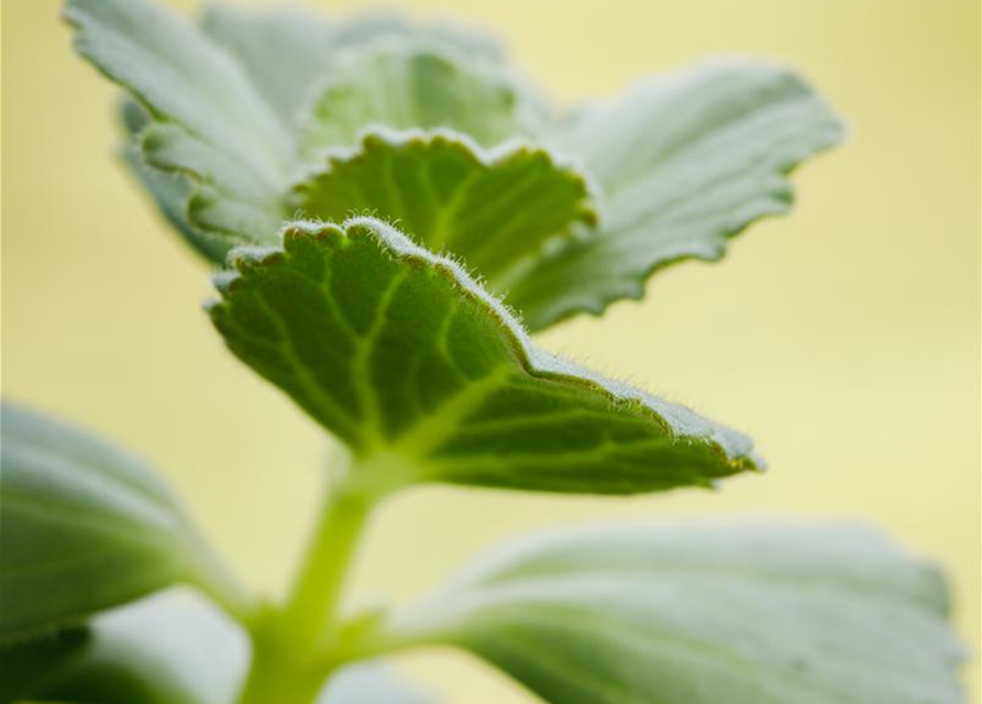 Coleus canina