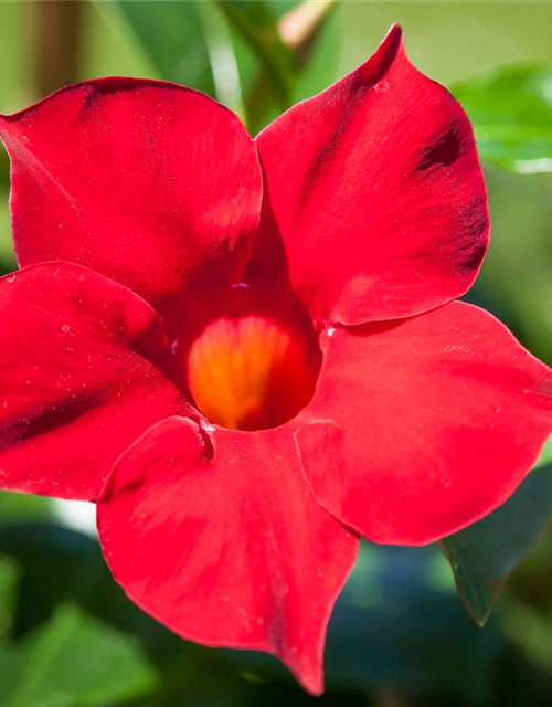 Dipladenia Sundaville Busch