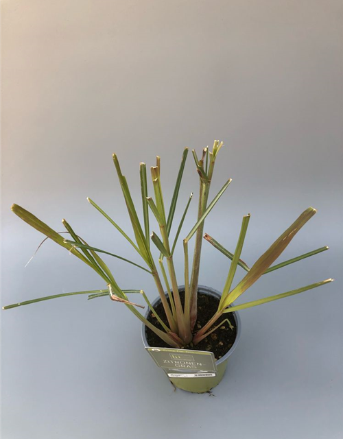 Cymbopogon citratus Lemon Grass