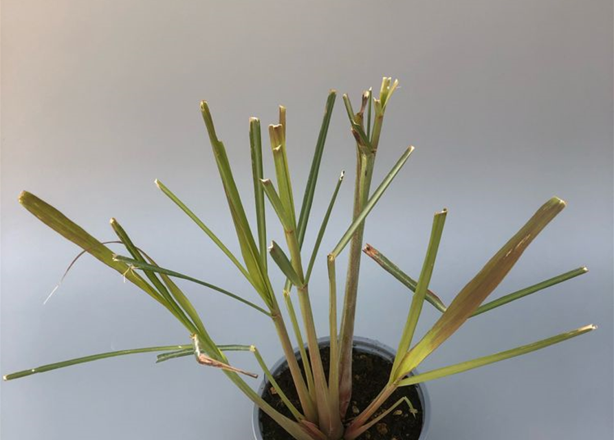 Cymbopogon citratus Lemon Grass