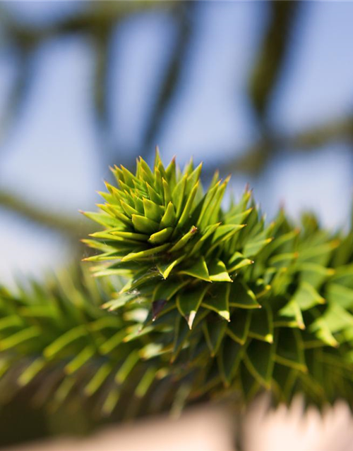 Araucaria araucana