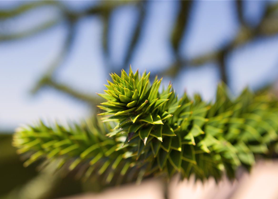 Araucaria araucana