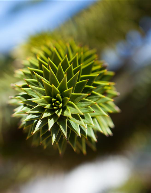 Araucaria araucana