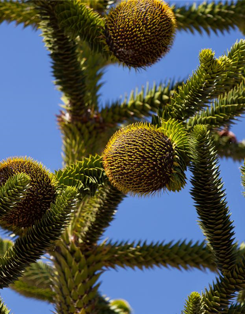 Araucaria araucana