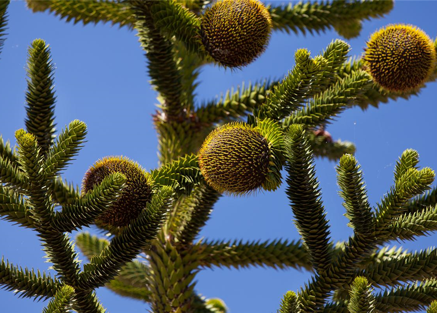 Araucaria araucana