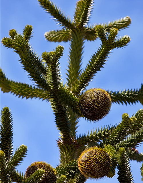 Araucaria araucana