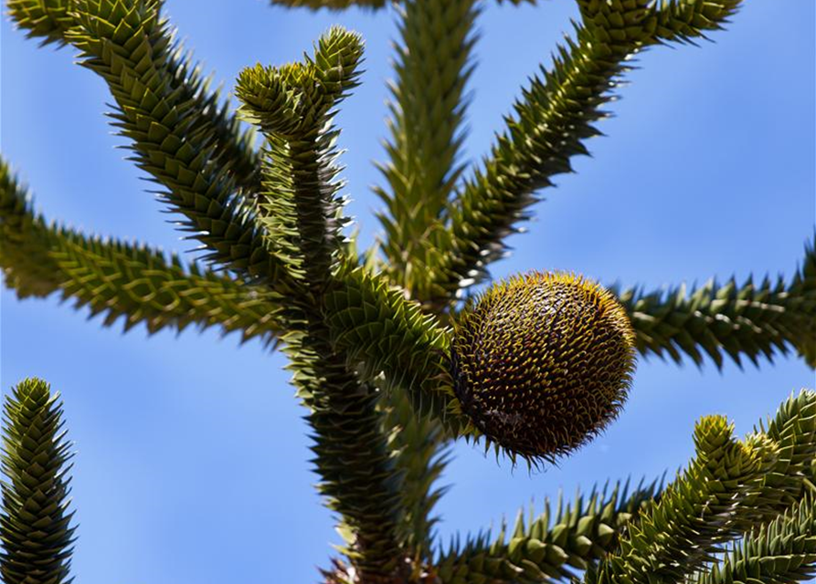 Araucaria araucana