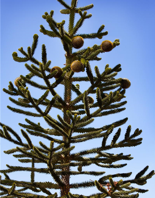 Araucaria araucana