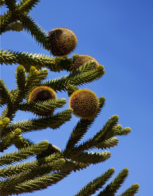 Araucaria araucana