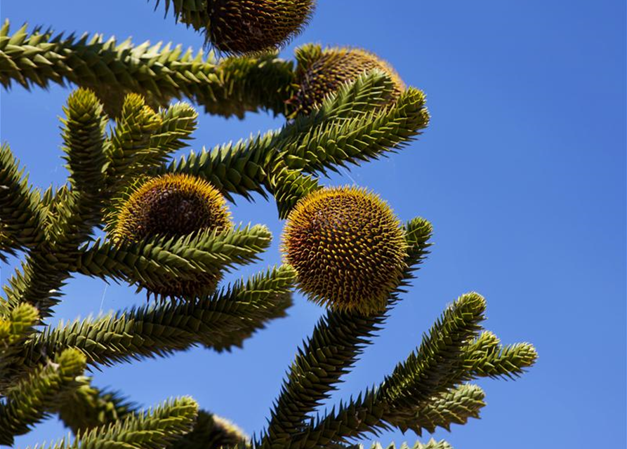 Araucaria araucana