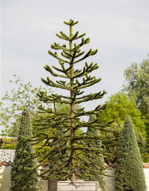 Araucaria araucana