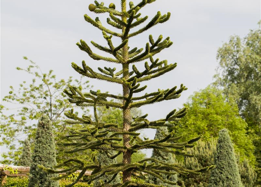 Araucaria araucana