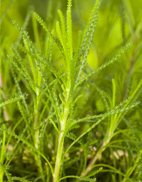 Santolina viridis