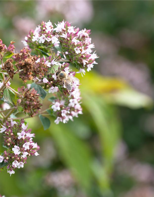 Origanum majoran