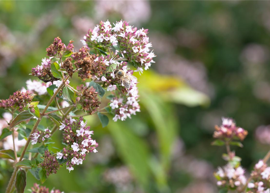 Origanum majoran