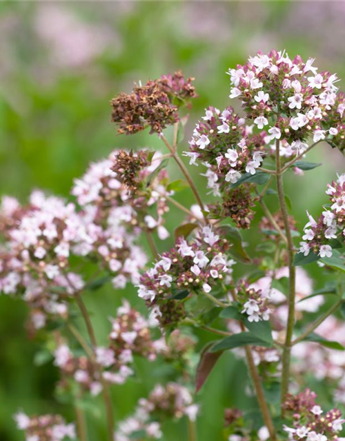 Origanum majoran