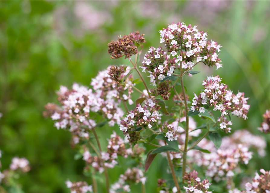 Origanum majoran