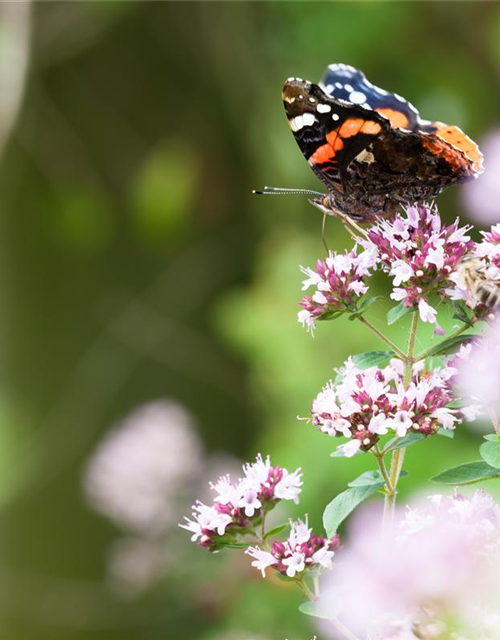 Origanum majoran