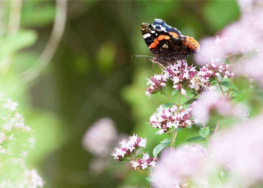 Origanum majoran