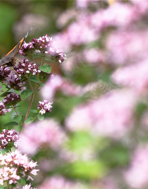 Origanum majoran