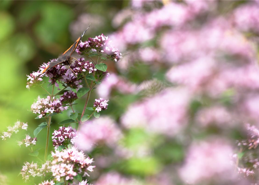 Origanum majoran