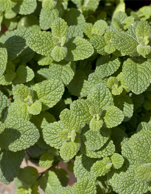 Mentha suaveolens