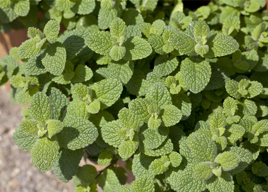 Mentha suaveolens