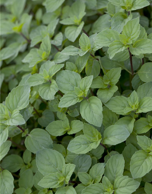 Mentha suaveolens