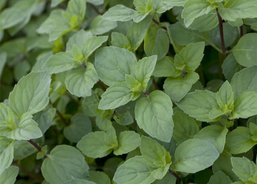 Mentha suaveolens