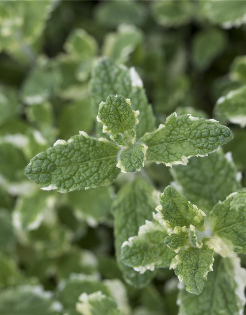 Mentha suaveolens