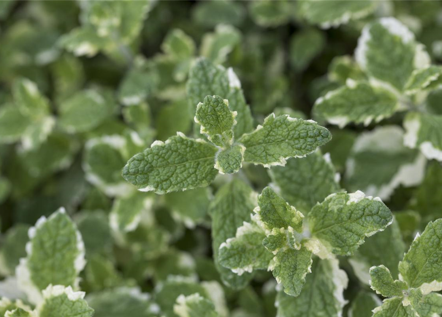 Mentha suaveolens