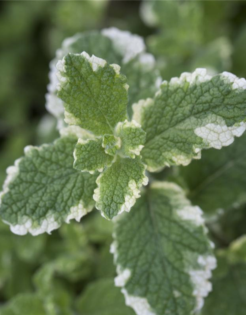 Mentha suaveolens