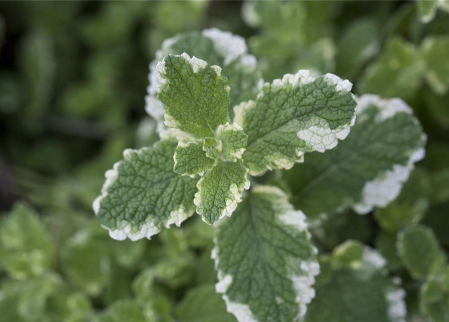 Mentha suaveolens