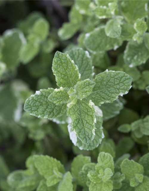 Mentha suaveolens