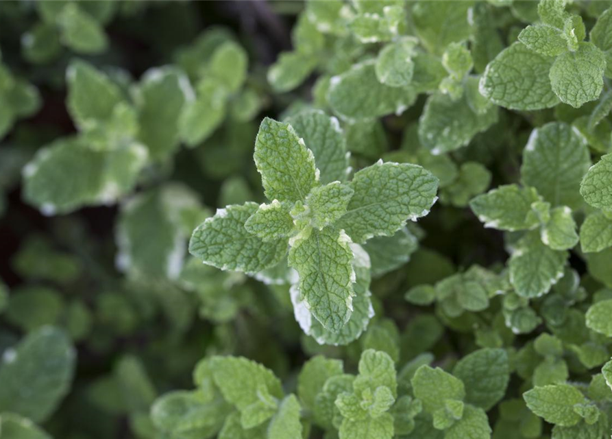 Mentha suaveolens