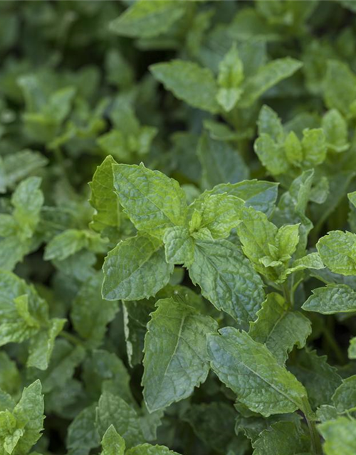 Mentha suaveolens