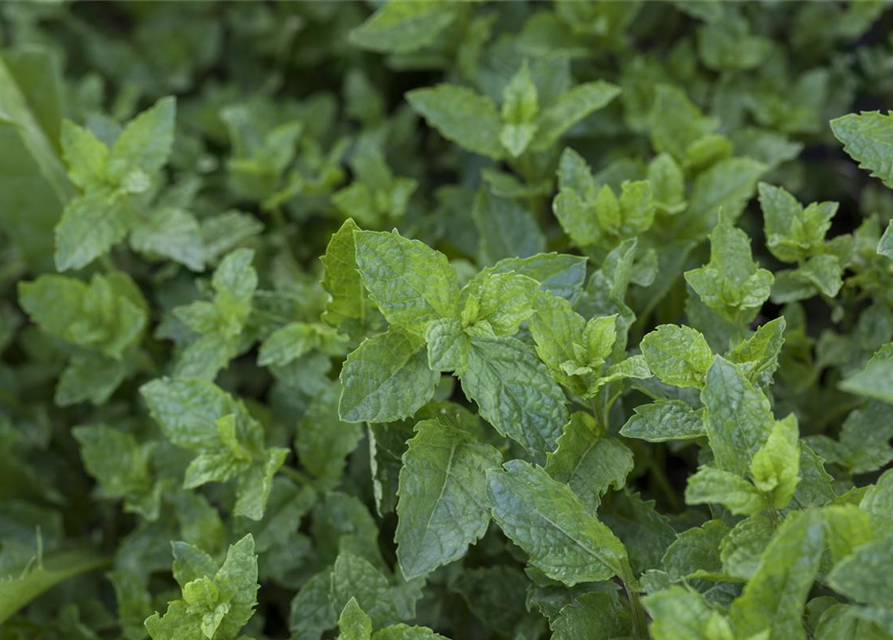 Mentha suaveolens